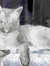 Mooncat