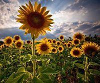 عاليه سلامه