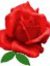 Rose Sa...