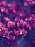 Roseann