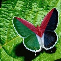 انا متفائله