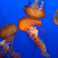 Diverging.transforming.converging