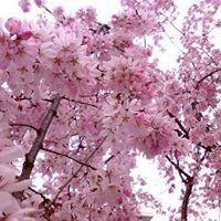 د.ريم النعيمي