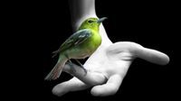 Nitesh Chavhan