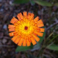 Amber Mcgrath hataburda