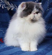 Twister Cattery
