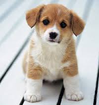 ชิตชนม์ ปทุมรัตนกุล