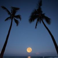 مصعب العمري