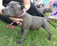 Chaoticblu Staffords