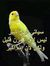 Amir Shams