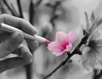 فاطمة الزهراء