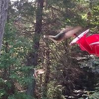 Lynn Stevenson avery