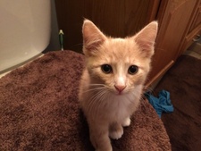 Chris Raney shefferly