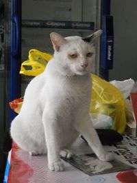 Attacha Sukchai