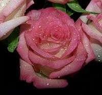 علياء ميداني