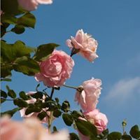 سلمى الخطيب