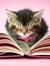 Catz