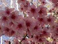 Цветанка Василева