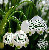 Mostafa Ahmed elaref