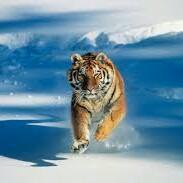 Syed Khalid