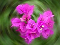 Bloom Lim