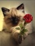 Nabila