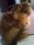 Francie
