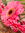 Lovedaisy