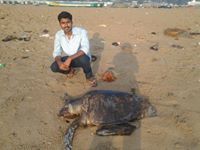 Sårāth Ħeārt Ƨteāler