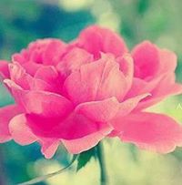 عمانية والخطوة سلطانية