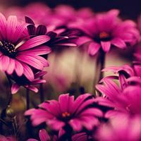 شوق الحضرميه