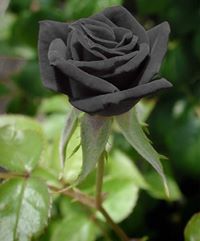 Λαόνικος Τσάγκος