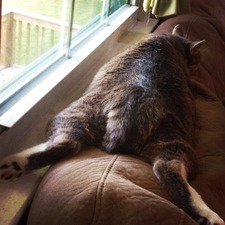 Heather Spatz harrison