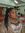 Shizel ...