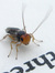 Booklouse