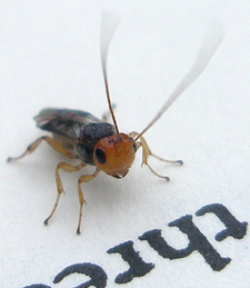 Booklouse