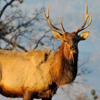 Viki