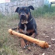 Tara