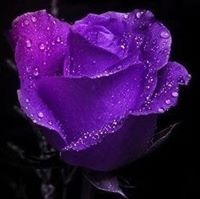 ولاء عبد القادر