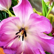 Kristin Coe-Vandette