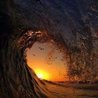 زهرة اللافندر