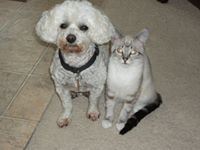 Edwin F. Shattle Jr.