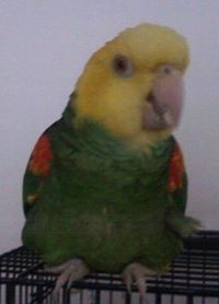 Christopher Marzullo