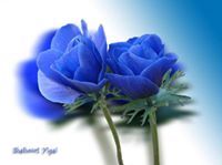 Muhammad Umair