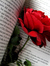 PailRose 
