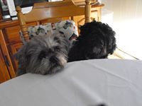 Edna Lapointe ratelle