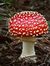 Fly Agaric