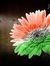 Navya P...