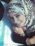 Haneen ...