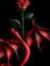 Ayoub M...